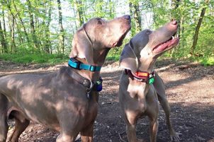 Video: Dogtrace D-Fence 202, gard invizibil modern pentru câini fabricat în Republica Cehă