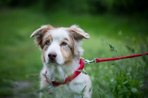 Reedog má nová Senzační vodítka!