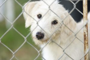 Die Hunde im Tierheim müssen gefüttert werden. Helfen mit uns!