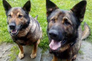 Zgărzi electronice - experiențe reale ale clienților noștri