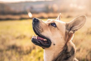 Protištěkací obojky pro psy: Chytrý pomocník při výcviku pejska