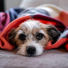 First aid for dog hypothermia: How to act in cold weather