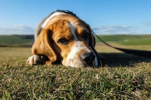 Zapalenie gardła i krtani psa: jak skutecznie leczyć?