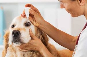 Ako sa starať o oči a uši psa a mačky?