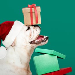 Weihnachtsgeschenke für Hundebesitzer: Praktische Tipps, die sich als nützlich erweisen werden!