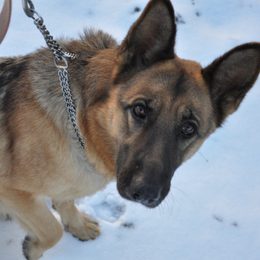 Cum să alegi o zgardă de dresaj pentru câini?