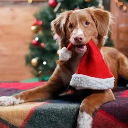 Najlepsze prezenty świąteczne dla naszych psiaków