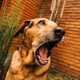 Modern Dogtrace D-Mute anti-bark collars