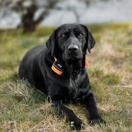 Training Collar for a Labrador