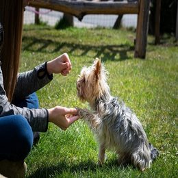 How to train your dog and teach him basic commands