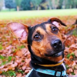 Collares antiladrido para perros: una ayuda inteligente para el adiestramiento canino