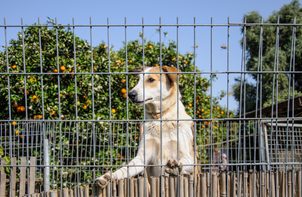 Ako odnaučiť psa skákať cez plot