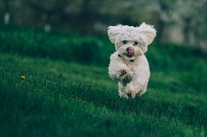 Jak odnaučit psa utíkat