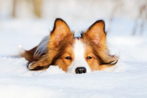 Pflege eines Hundes im Winter: Kleidung, Granulat, Vitamine und Nahrungsergänzungsmittel