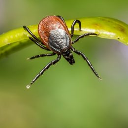How to Protect Cats and Dogs During Tick Season: Prevention and Effective Anti-Parasitics