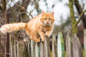 Jak odnaučit kočku utíkat přes plot