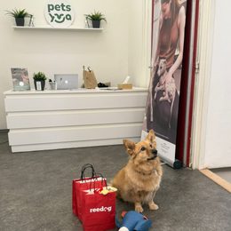 Reedog-Spielzeuge begeisterten die Welpen von Pets Yoga Prague