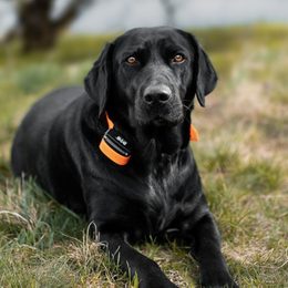 Telecomandă externă pentru zgărzi de dresaj Dogtrace