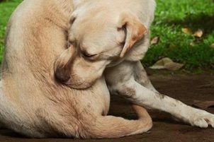 Antiparazitní obojek pro psa: Nejúčinnější ochrana proti klíšťatům a blechám