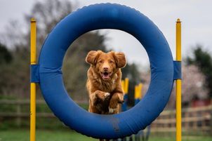 Bereiten Sie sich mit Ihrem Hund auf Frühling vor: die 4 beliebtesten Outdoor-Aktivitäten mit einem Hund