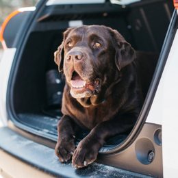 Autosedačka pro psy