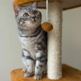 Scratching posts for cats