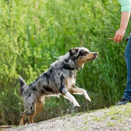 ¿Cómo recuperar con éxito a un perro y cómo ayuda un collar de adiestramiento?