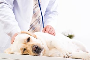 Krankheiten von Hunden: Tollwut, Impfung und Behandlung