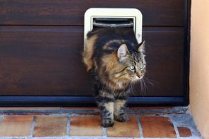 Tür- und Katzentürinstallation: Wo und wie wird sie installiert?