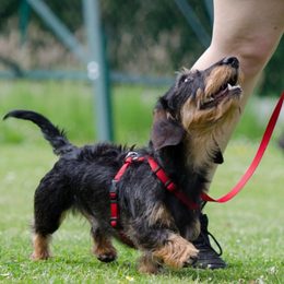 Comandos para perros. Aquí encontrará todo lo que necesita saber