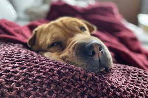 Pelíšky od Reedog: Pro sladké spaní vašeho psa