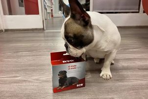 Video: Dogtrace D-Mute Light - cea mai bună zgardă anti lătrat pentru câini mari