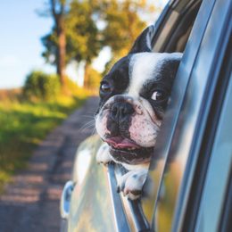 How to travel with dogs and what to get him?