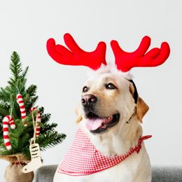 Gift Guide for Dog and Cat Owners: How to Delight Pets and Their Humans