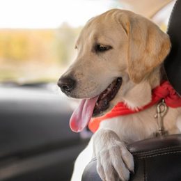 GPS collars and locators for dogs - how to choose the right one?