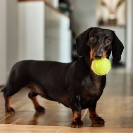 Training Collar for Small Breeds: Dogtrace D-Control 200 MINI