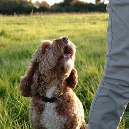 Cómo hacer que un perro deje de ladrar en el apartamento