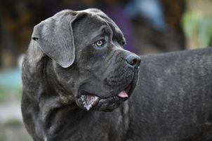 II Polskie Dni Cane Corso Italiano i Dogo Argentino
