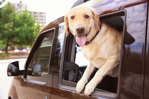 Werden Sie das wirklich tun? Dann werden Sie Ihr Haustier nicht mehr lebend sehen! Lass deinen Hund nicht alleine im Auto!