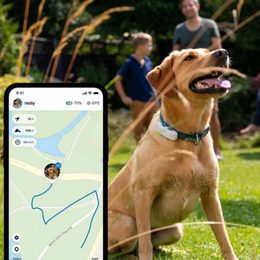 GPS collars, how do they work and which one to choose?