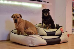 Luxusní pelíšky pro psy: Pro malé i velké psy je vyberte z nabídky Reedog!