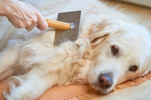 Jak dbać o sierść psa - zapewnij mu zdrową i błyszczącą sierść!