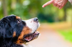 Ako cvičiť psa a naučiť ho základné povely