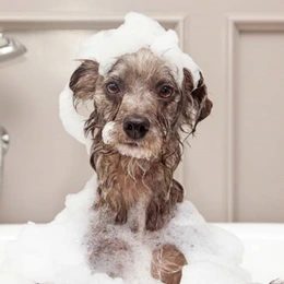 Shampoos for dogs