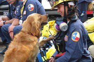Der letzte lebende Hundeheld, der Menschen unter den Trümmern des WTC rettete, feierte 16 Jahre!