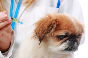 Nemoci psů: Infekční zánět jater