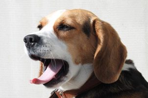 Erkrankungen von Hunden: Tumoren der Atemwege