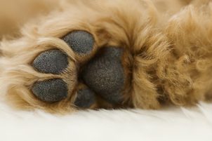 Hundepfoten leiden im Winter - wie kann man sie richtig pflegen?