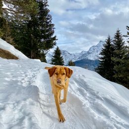 Ideal New Year's resolution: start with dog training