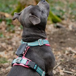 DOGTRACE NEUHEIT: DOG GPS ultra – ein Ortungsgerät für Hunde